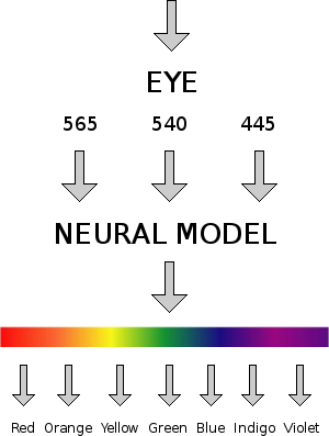 The experience of colour is not intrinsic to different wavelengths of light.