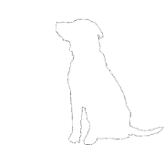 The word 'dog' in different languages.