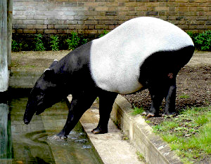 Photo of a tapir.