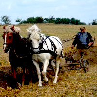 Farmer ploughing a field using horses to pull his plough.