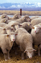 A flock of sheep.