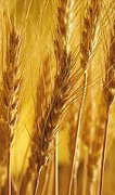 Wheat ready to harvest.