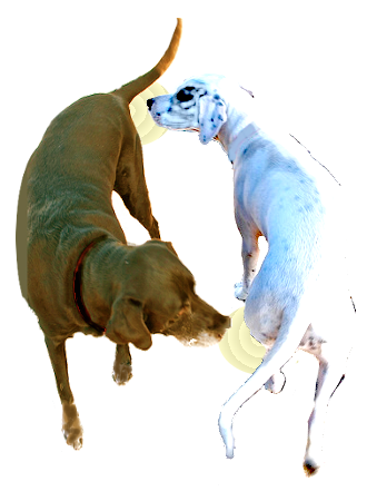 Round and round we go. A prelude to canine copulation by Robert John Morton.