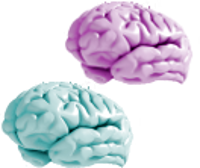 Male and female human brains.