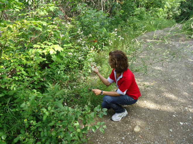 Dayse admiring wild daisies in Gatineau Park, Ottawa.