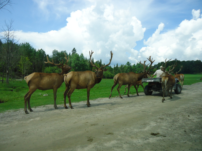 Wild Life Park, Ottawa.