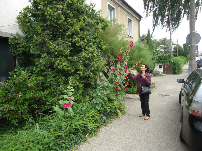 Hollyhock in a street in Gdansk.