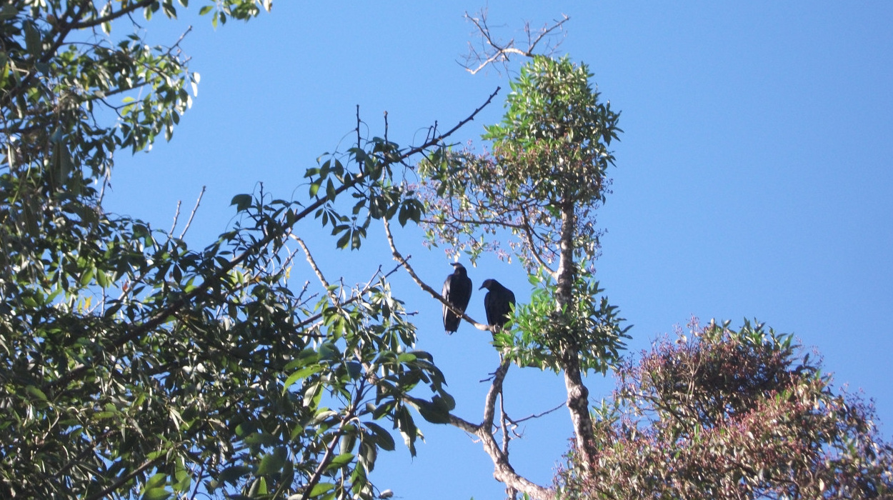 A pair of urubu near Ouro Preto 2012.