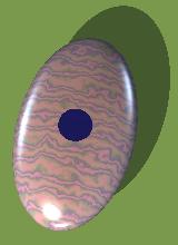 Elongated oblate ellipsoidal accommodation module with skylight.