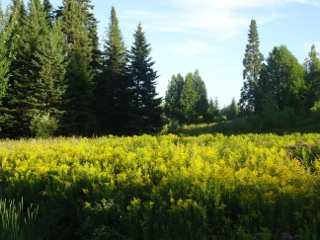 Photograph of a hectare of land near Saint-Georges, Quebec, Canada, taken by the author in July 2013.